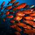 해양 생물 - Palau Aggressor II