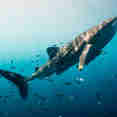 Requin baleine - Tiger Blue