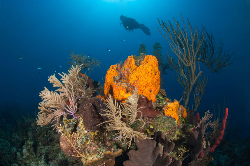 Vida Aquatica  - Turks and Caicos Explorer II