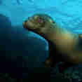 Sealions - Humboldt Explorer