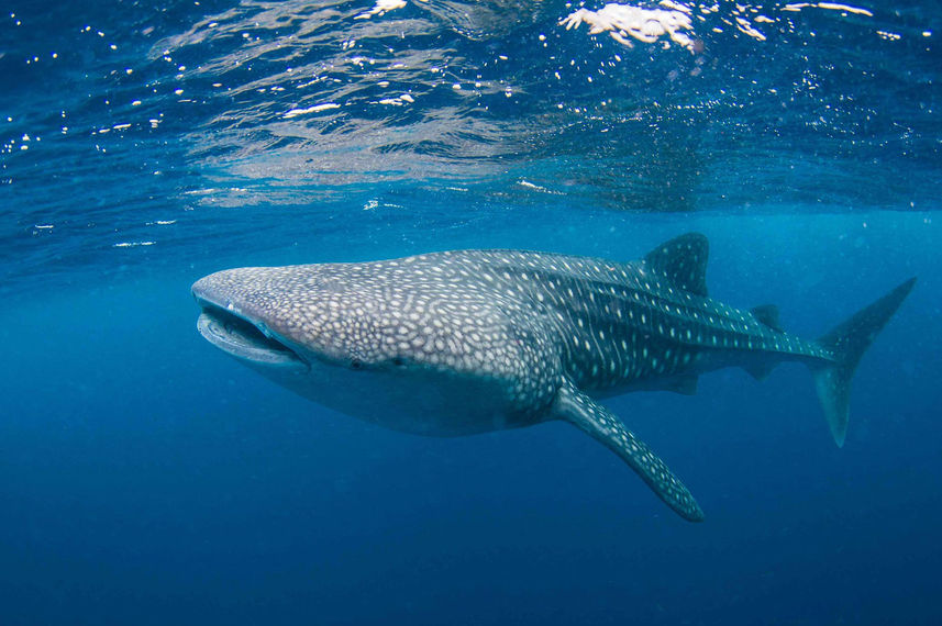 Marine Life - Scubaspa Yang