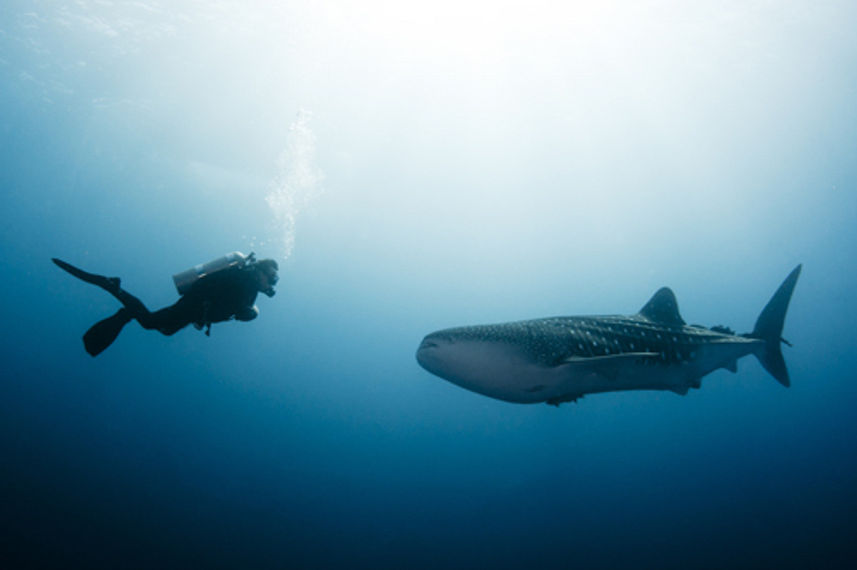 Requin baleine - Manta Queen 2