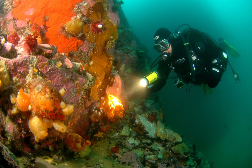 Polar Diving