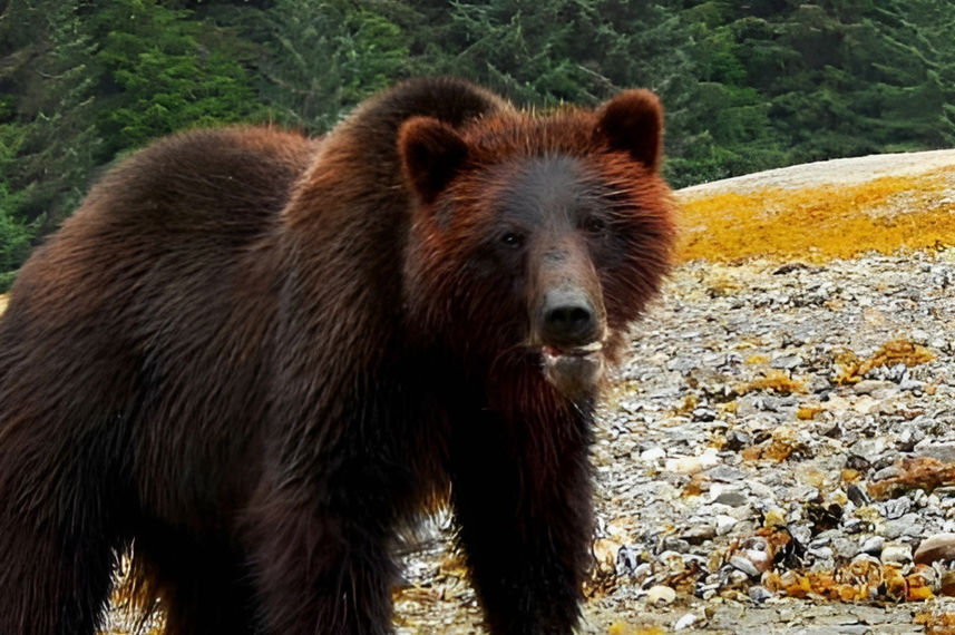 #wildlife - Northern Dream
