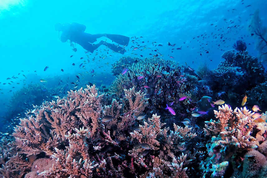 Coral Reef - Narayana
