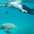 Snorkelling - Calipso