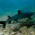 Shark - Calipso