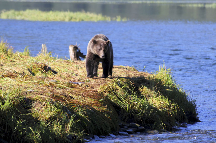 Wild Life
