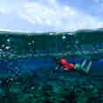 Snorkelling - Jakaré