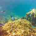 Marine Life - Entice