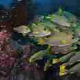 Raja Ampat - Fishes