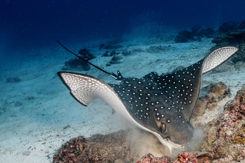 Manta Ray  - Cocos Island Aggressor