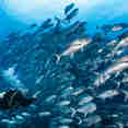 Vida Aquatica  - Cocos Island Aggressor