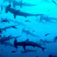 Tiburon - Cocos Island Aggressor